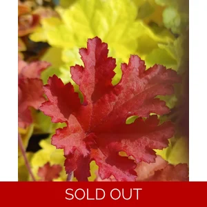 Heuchera 'Cranberry' - Indian Summer Series